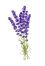 Lavender Flower Bundle